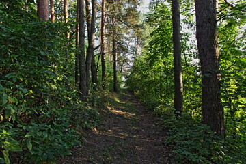 Fototapeta forestry road in shadow next to green trees in the forest park at summer day, west russian natural woodland landscape