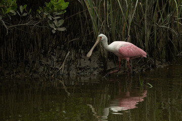 Wall Mural - Roseate spoonbill in shallow water searching for food. 