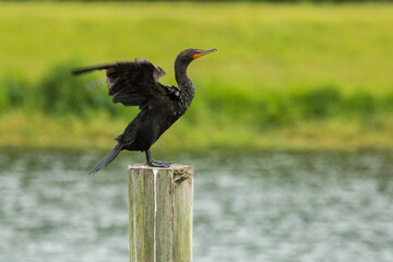 Wall Mural - A double-crested cormorant standing on a post with wings outstretched. 