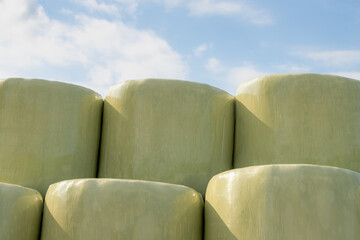 Wall Mural - Agriculture concept, Staked of freshly mown grass wrapped hay bales with plastic, Harvest straw bales in the farmland, Livestock in the farm in summer, Countryside landscape in Netherlands.