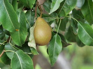 Wall Mural - pear on a branch