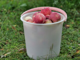 Poster - bowl of apples