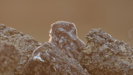 Wall Mural - Little owl screams shrilly. Athene noctua