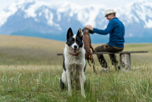 Travel To The Altai Mountains With Dogs. A Black White Dog Sits Next To A Guy Against The Backdrop Of Mountain Peaks