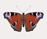 Fototapeta Motyle - Vector illustration of a peacock eye butterfly with open wings, isolated on a light background. A beautiful bright insect with red wings and a symmetrical pattern, top view
