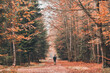 Mężczyzna spacerujący po jesiennym lesie. 