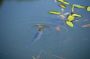 Poster - fish in water waiting for prey