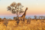 Fototapeta Sawanna - Giraffe in the Savannah of South Africa