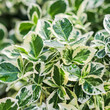 Texture, background, pattern of green and white leaves of Euonymus fortunei Emerald Gaiety with rain drops. Natural backdrop