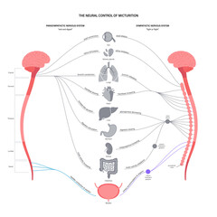 Wall Mural - Micturition neural control