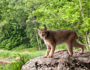 Wall Mural - Canadian lynx making eye contact while standing on a boulder near a forest
