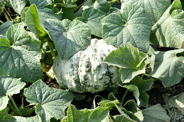 Canvas Print - Green white cabbage close-up in the garden