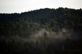 Fototapeta Na ścianę - Krajobraz leśny wierzchołki drzew las we mgle panorama	
