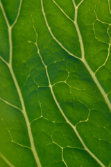 Green leaf close up background.