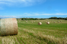 Stacks Of Straw - Bales Of Hay, Rolled Into Stacks Left After Harvesting Of Wheat Ears, Agricultural Farm Field With Gathered Crops Rural. Balearic Islands, Majorca, Spain