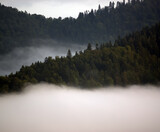 Fototapeta Na ścianę - Krajobraz leśny wierzchołki drzew las we mgle	
