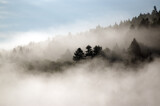 Fototapeta Fototapety na ścianę - Krajobraz leśny wierzchołki drzew las we mgle panorama	
