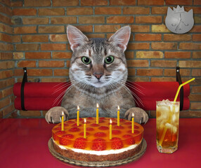 Wall Mural - In the restaurant a gray cat is eating a layer jelly cake with seven candles and drinking juice.