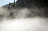 Fototapeta Na ścianę - Krajobraz leśny wierzchołki drzew las we mgle panorama	
