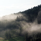 Fototapeta Tęcza - Krajobraz leśny wierzchołki drzew las we mgle	
