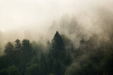 Fototapeta Las - Krajobraz leśny wierzchołki drzew las we mgle	
