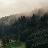 Fototapeta Na ścianę - Krajobraz leśny polana wierzchołki drzew las we mgle	

