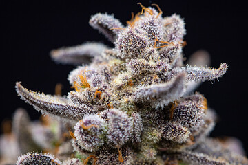 Macro photo of Jet Fuel Gelato Cannabis Flower on a black background