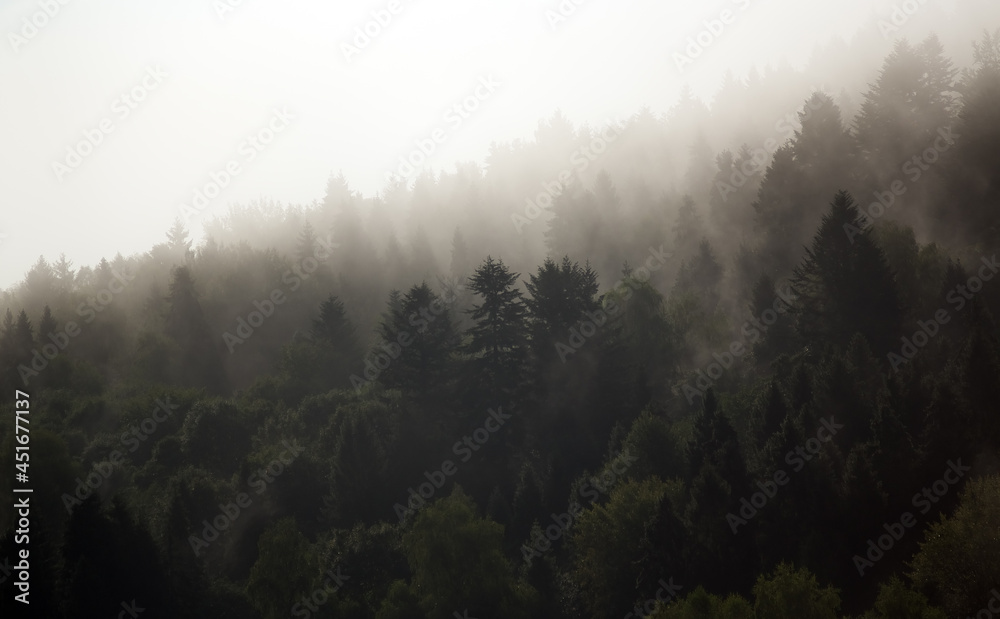 Obraz na płótnie Krajobraz leśny wierzchołki drzew las we mgle panorama	
 w salonie