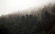 Krajobraz leśny wierzchołki drzew las we mgle panorama	

