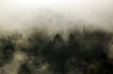 Fototapeta Fototapety na ścianę - Krajobraz leśny wierzchołki drzew las we mgle panorama	
