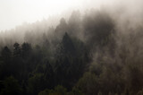 Fototapeta Na ścianę - Krajobraz leśny wierzchołki drzew las we mgle	
