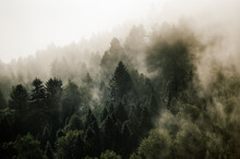 Krajobraz Leśny Wierzchołki Drzew Las We Mgle Panorama	
