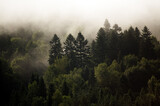 Fototapeta Las - Krajobraz leśny wierzchołki drzew las we mgle panorama	
