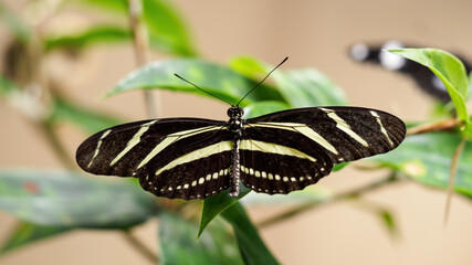 Wall Mural - Exotic butterfly with wing stripes.