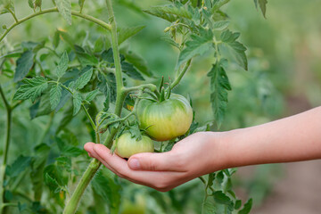 Wall Mural - Unripe, green tomato on a branch in a farm garden. Green tomatoes on a bush, the cultivation of selected tomatoes in a greenhouse.