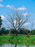 Fototapeta  - suche drzewo nad jeziorem 