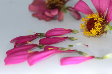 Wall Mural - purple zinia petals with white background. Beautiful terry vivid pink zinnia flower, isolated on white background, macro