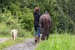 Dogs and horses concept: A woman walks her dog and her horse on a country lane. Dog and horse owner