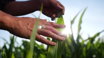 Sticker - agriculture corn. environmental protection. man farmer a hand touches pouring corn plants low on black soil. farmer hand checks the crop in agriculture eco. planet protect agriculture concept