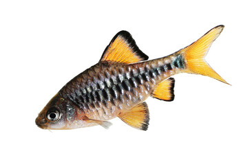 Checker barb Aquarium fish Oliotius oligolepis	