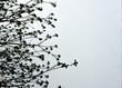 clear sky with black tree branches. vertical photo.