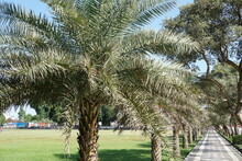 Dwarf Date Palm On Nature