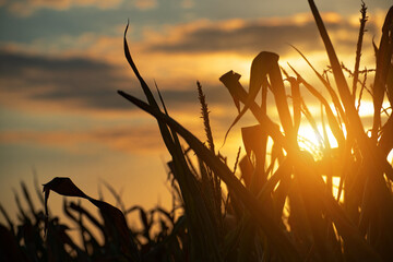 Wall Mural - Maize stalks on cloudy evening sky dramatic background during sunset