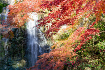 Wall Mural - 晩秋の紅葉