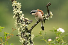 Male Red-backed Shrike With The First Light Of Dawn At His Favorite Watchtower In The Breeding Season