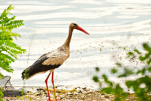 The Stork Stands On The River Bank. Bird Close Up On Water Background.
