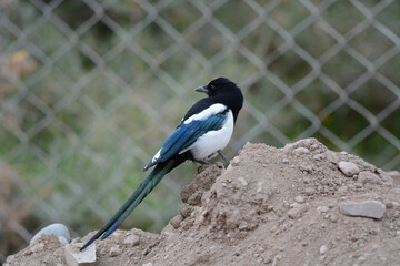 Wall Mural - eurasian magpie, pica pica, ladakh, jammu kashmir, india