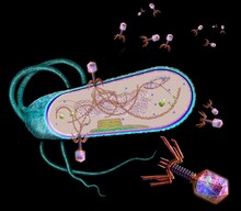 Phages Infecting A Bacterial Cell, Illustration