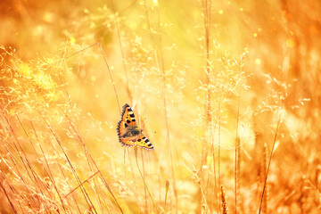 Beautiful butterfly on golden meadow grass, natural rustic landscape. pastoral artistic image. Indian summer or autumn season. copy space