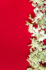 Poster - Meadowsweet, or meadowsweet (Latin Filipndula) is a genus of perennial grasses of the Rosaceae family. Small white flowers on a red background.	